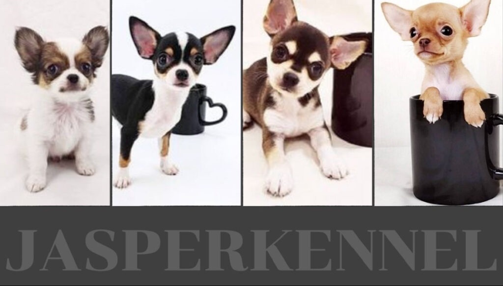 ชิวาวาทีคัพ-ชิวาวา-ขายชิวาวา-จัสเปอร์เคนนเนล
