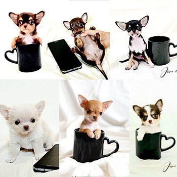 jasperkennel-chihuahua
