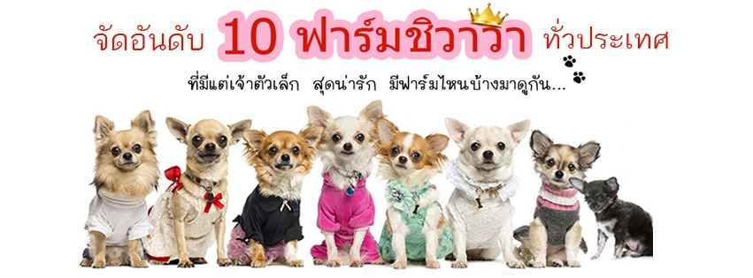 แนะนำ 10 ฟาร์มชิวาวา มาตรฐาน เชื่อถือได้